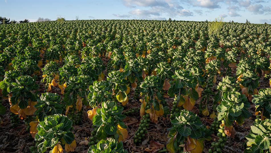 Brussels sprout - credit: Flickr/ ScotGovRural (CC by 2.0)